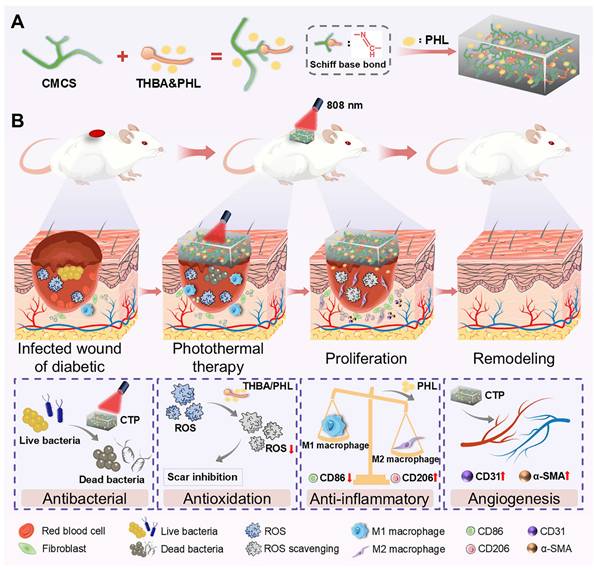 Theranostics Image