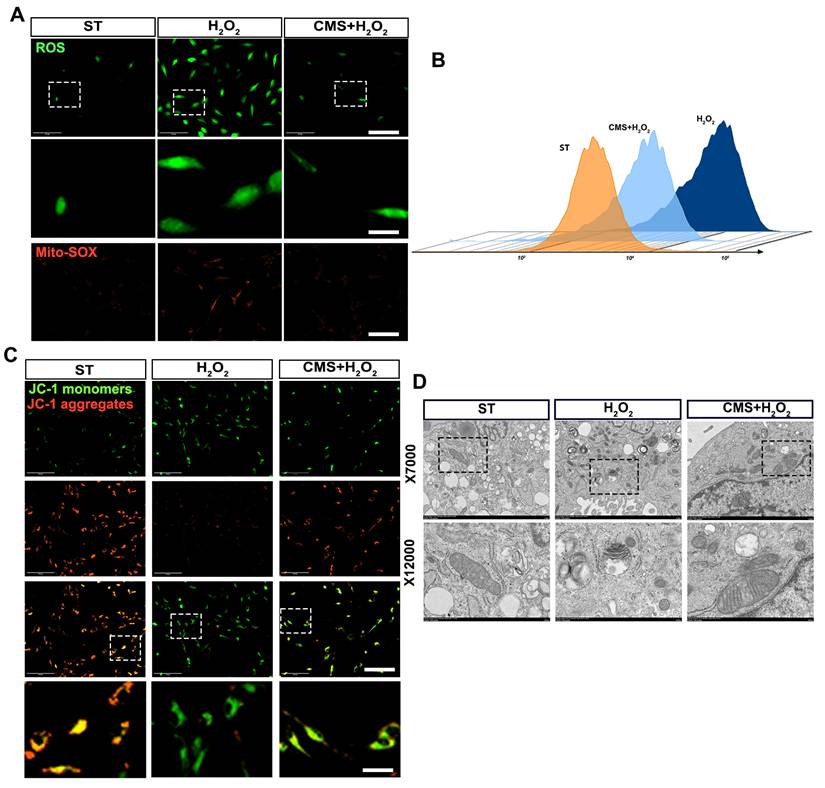 Theranostics Image