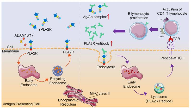 Theranostics Image