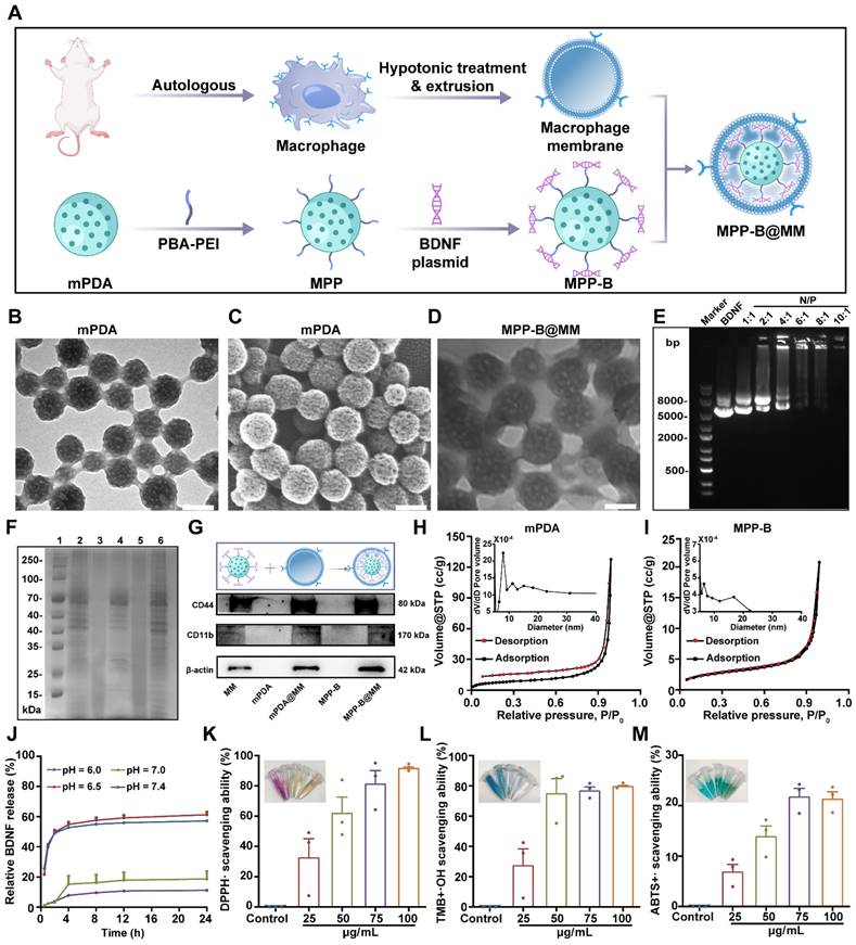 Theranostics Image