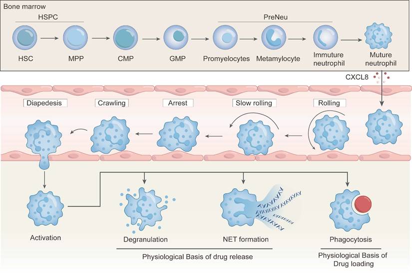 Theranostics Image
