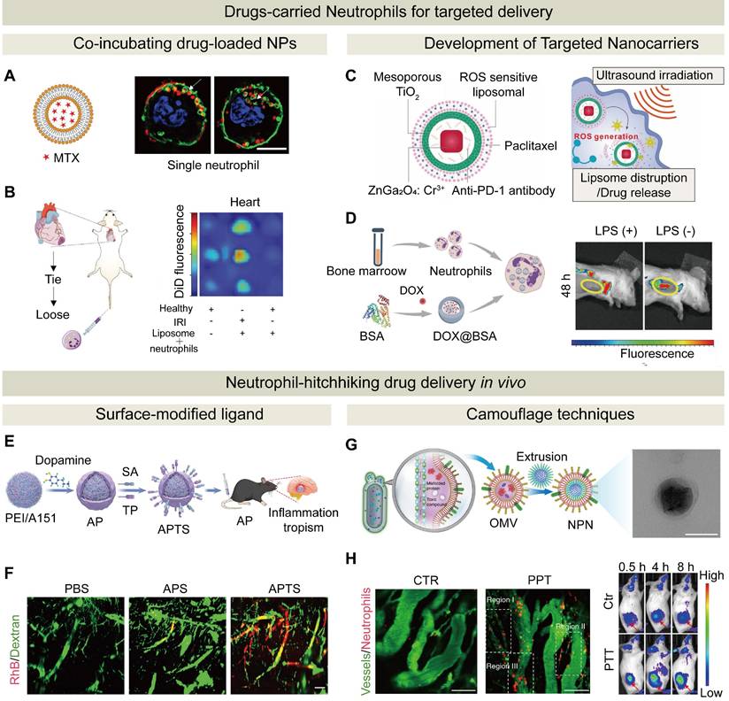 Theranostics Image