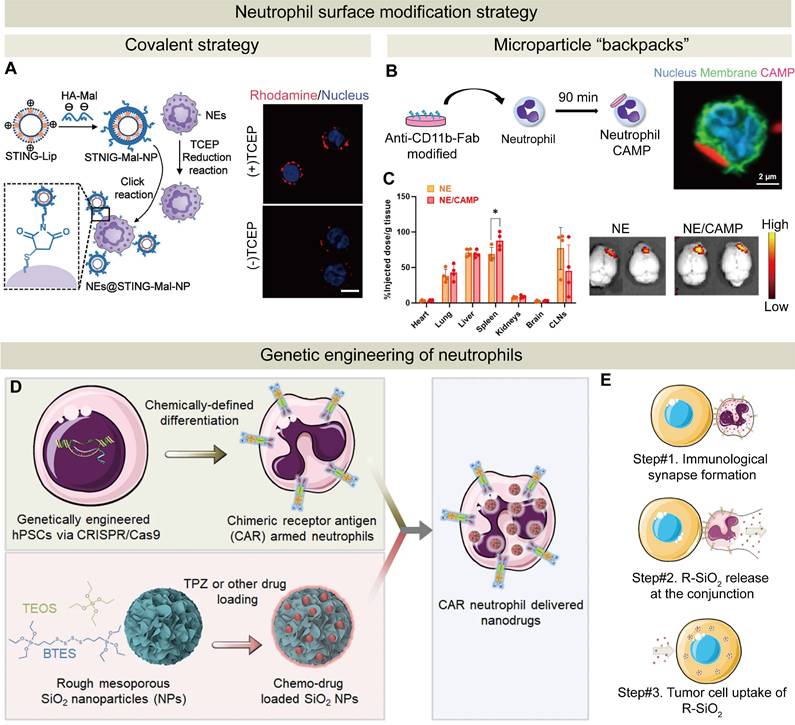 Theranostics Image