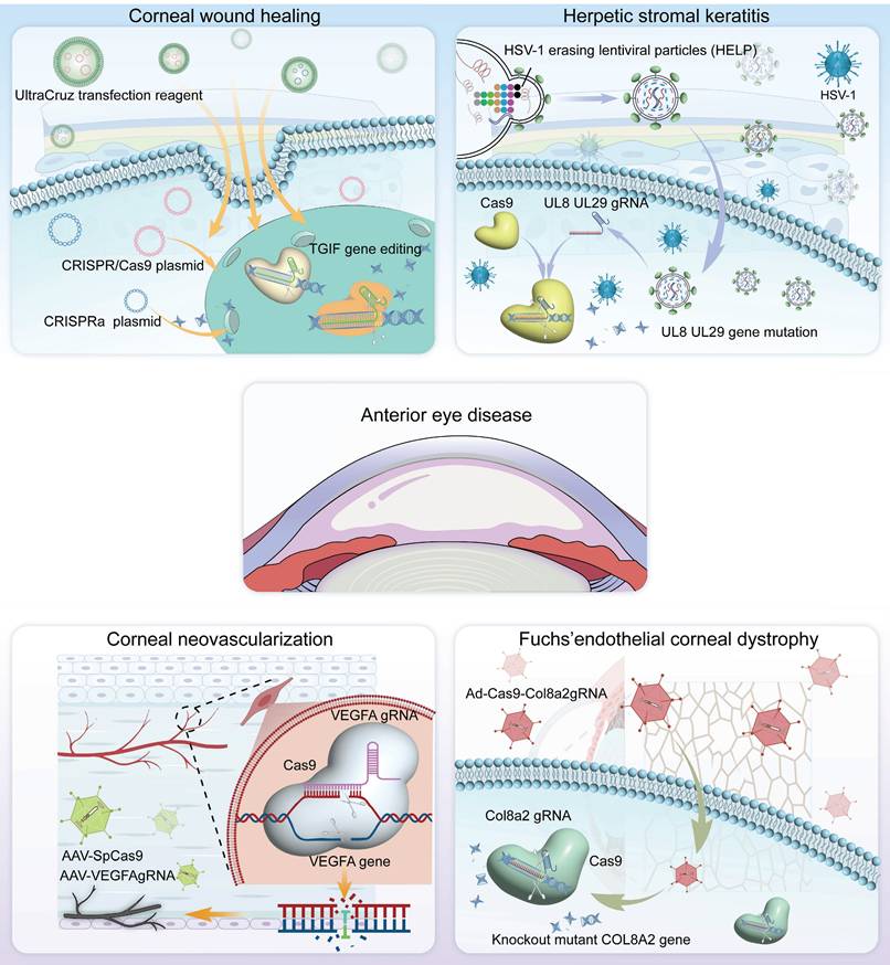 Theranostics Image