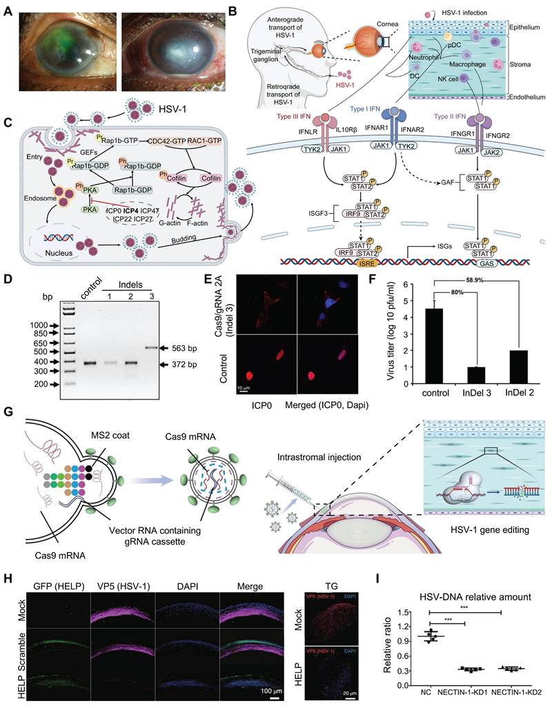 Theranostics Image