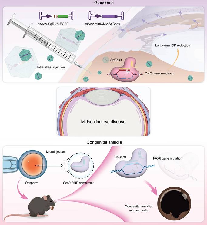 Theranostics Image
