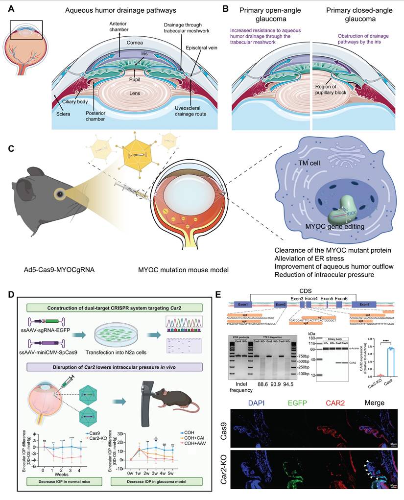 Theranostics Image