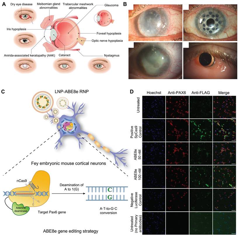 Theranostics Image
