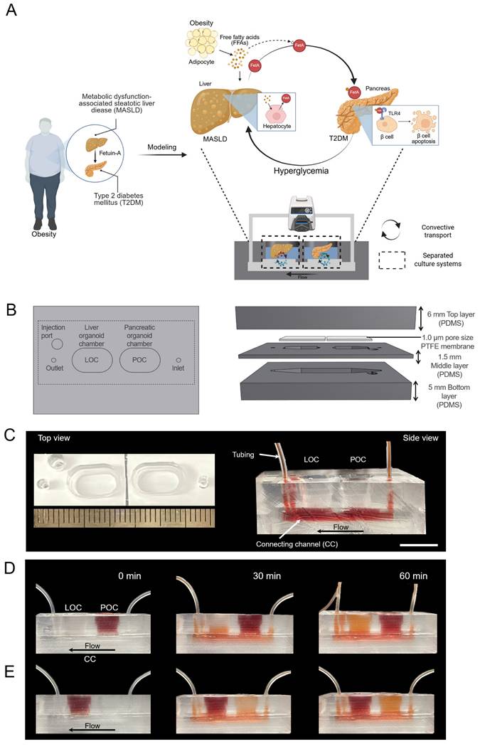 Theranostics Image