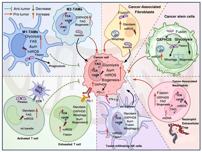 Theranostics Image