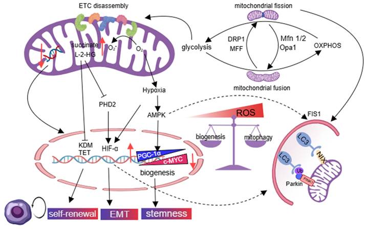 Theranostics Image