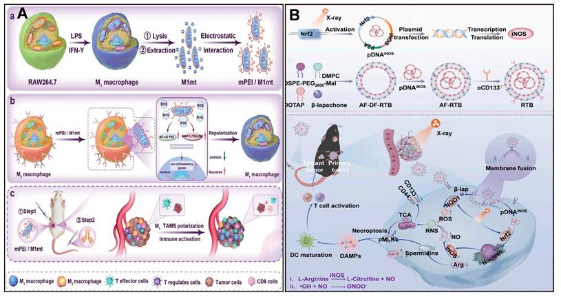 Theranostics Image