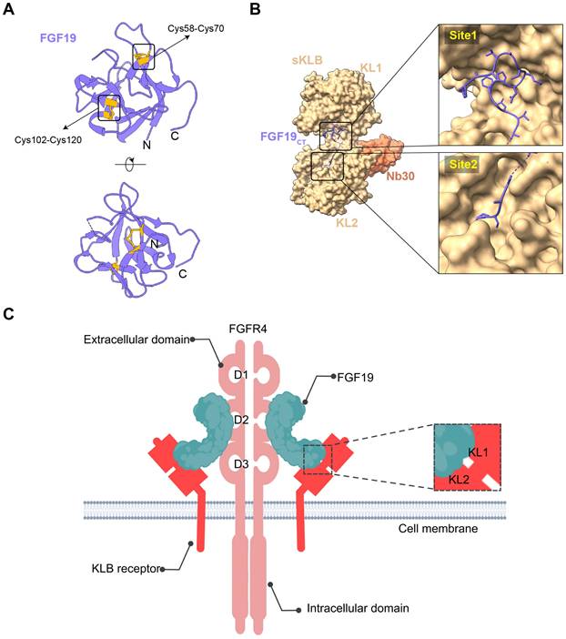 Theranostics Image