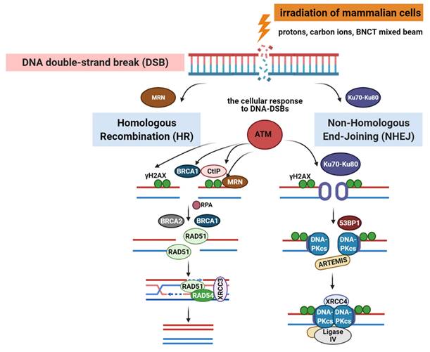 Theranostics Image