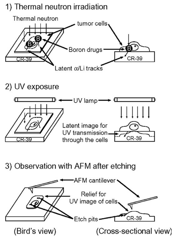 Theranostics Image