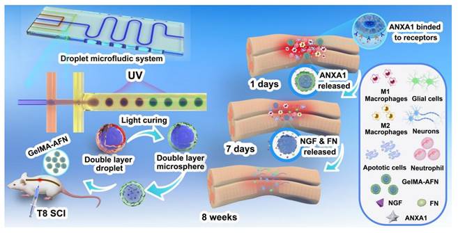 Theranostics Image