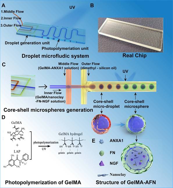 Theranostics Image