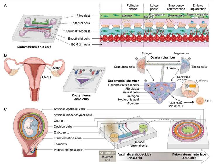 Theranostics Image