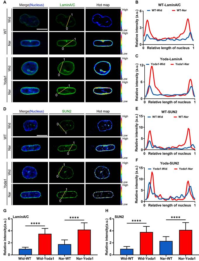 Theranostics Image