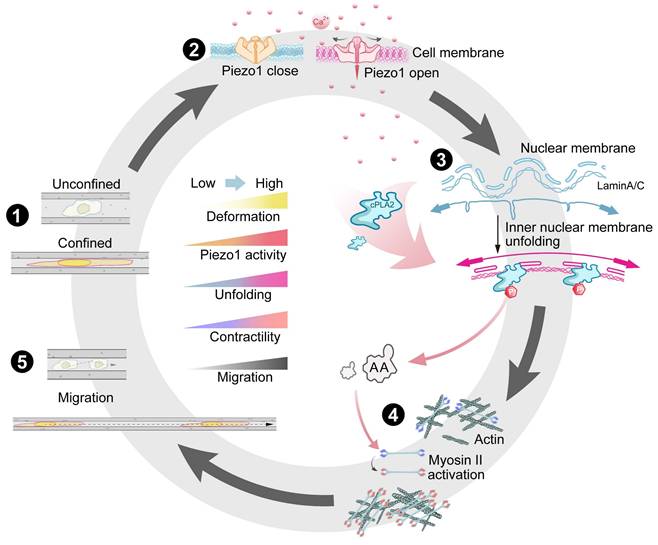 Theranostics Image