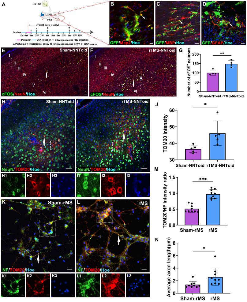 Theranostics Image