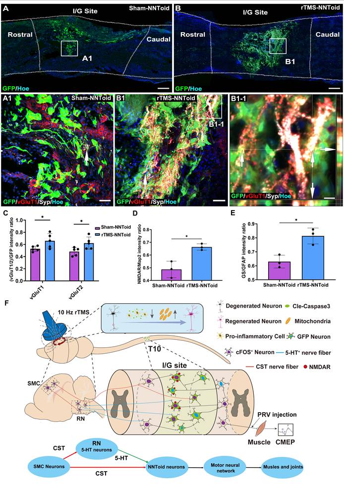 Theranostics Image