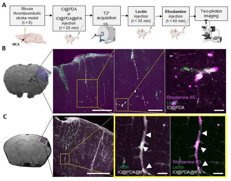 Theranostics Image