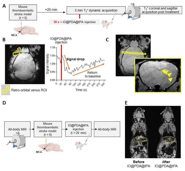Theranostics Image