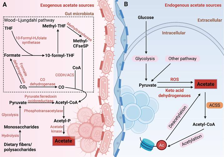 Theranostics Image