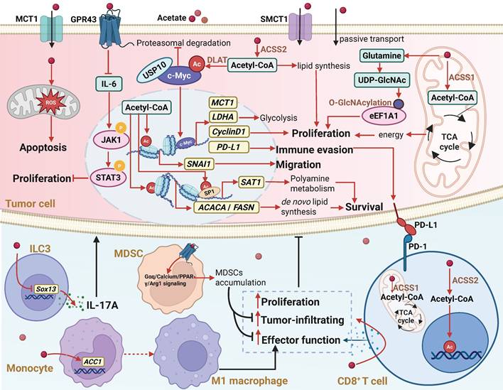 Theranostics Image