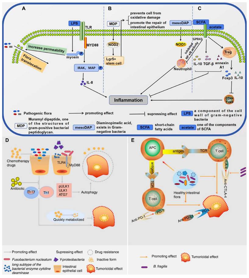Theranostics Image