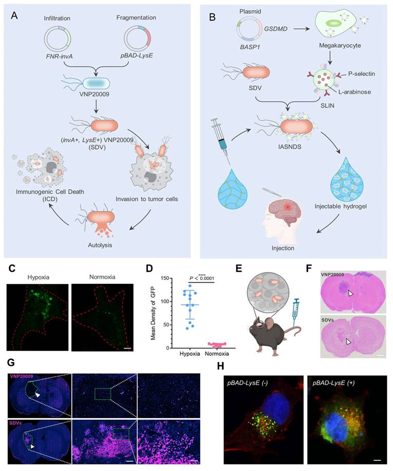 Theranostics Image