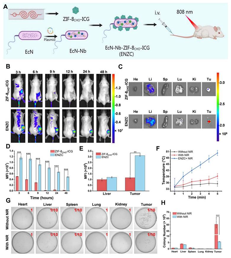 Theranostics Image