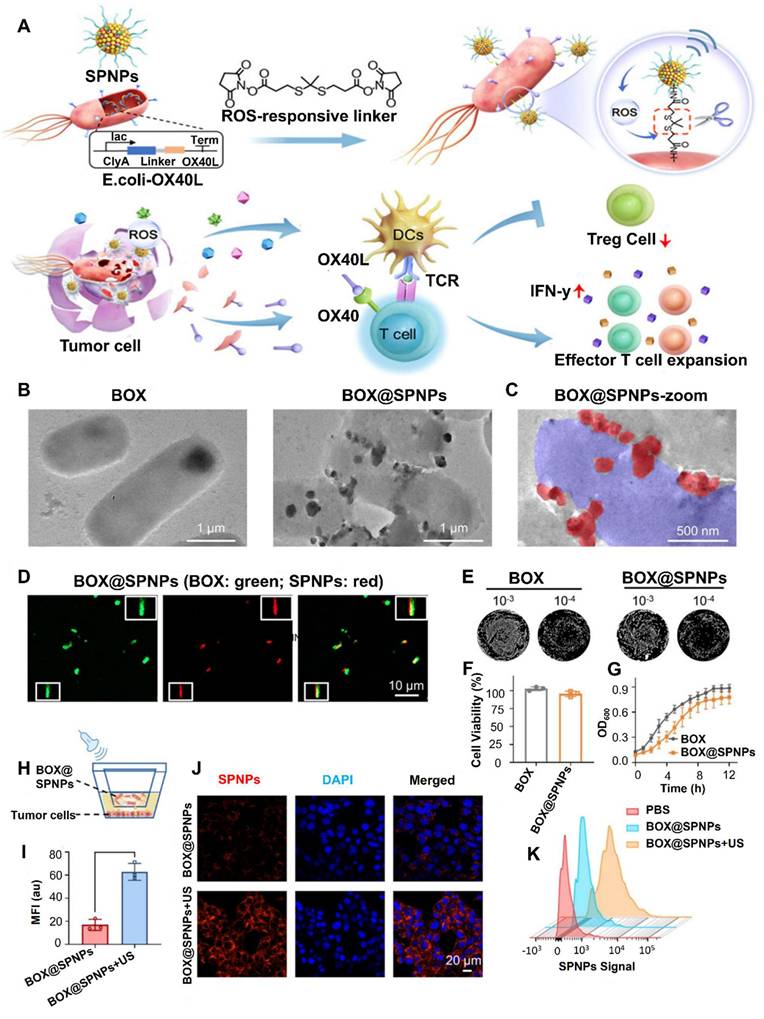 Theranostics Image