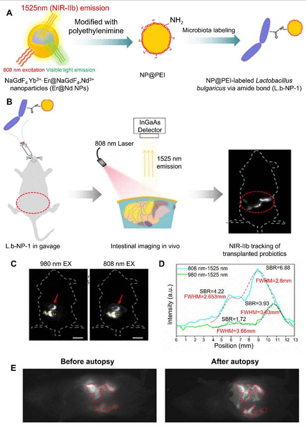 Theranostics Image