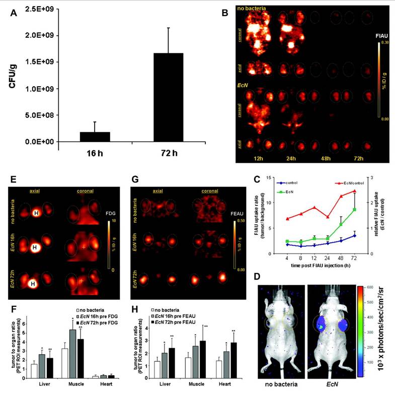 Theranostics Image