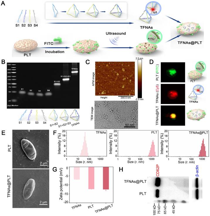Theranostics Image