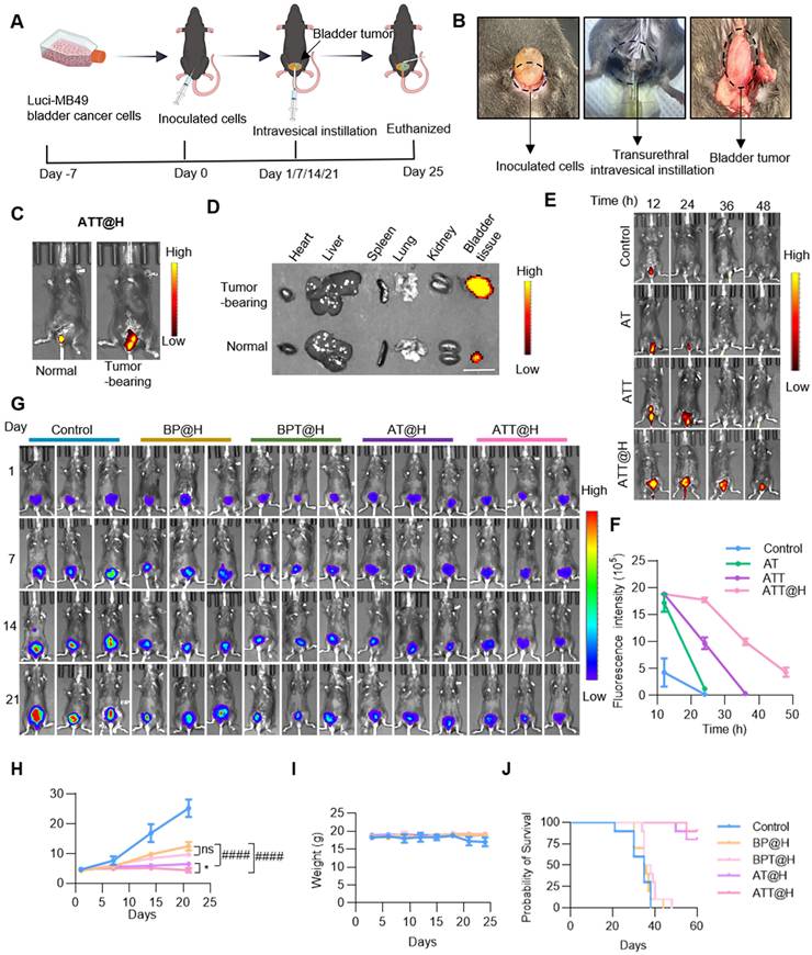 Theranostics Image