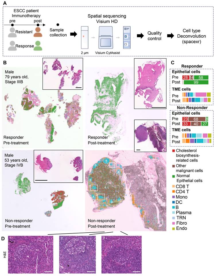 Theranostics Image