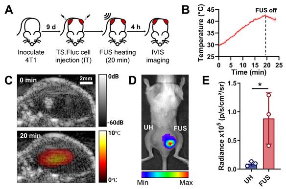 Theranostics Image
