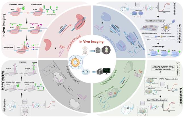 Theranostics Image