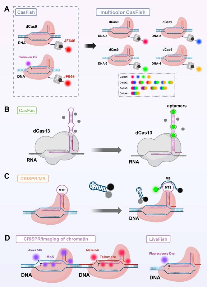 Theranostics Image