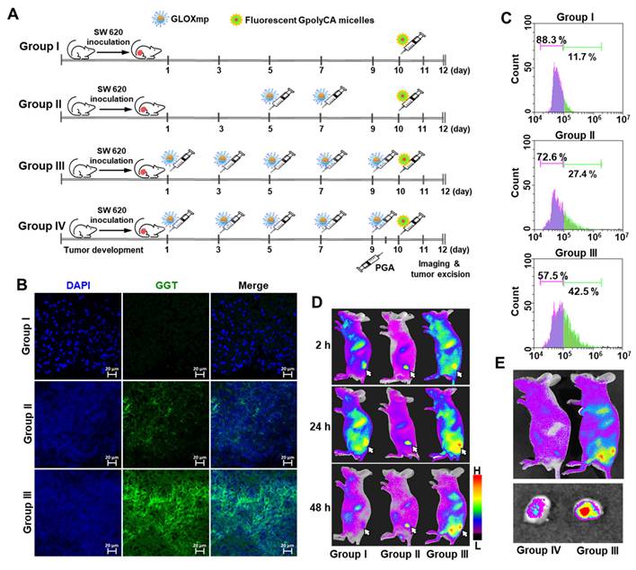 Theranostics Image