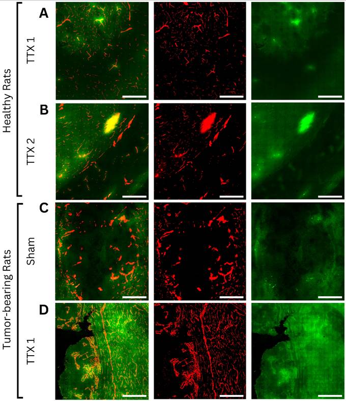 Theranostics Image