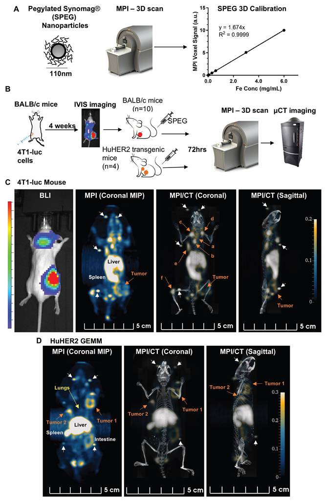 Theranostics Image