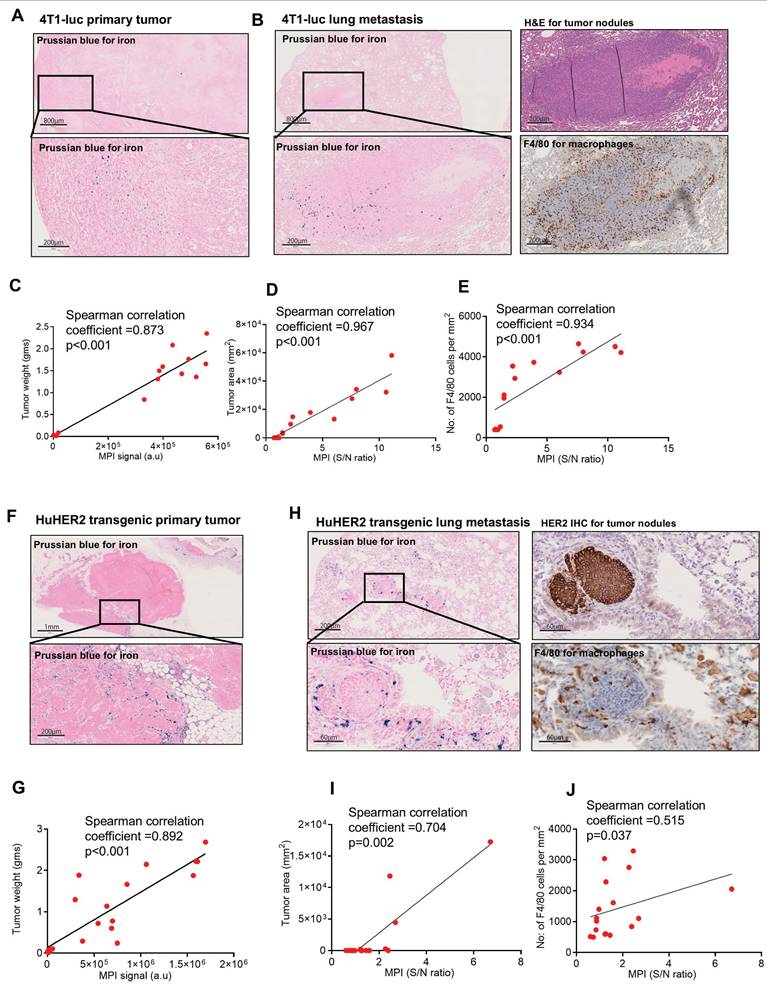 Theranostics Image