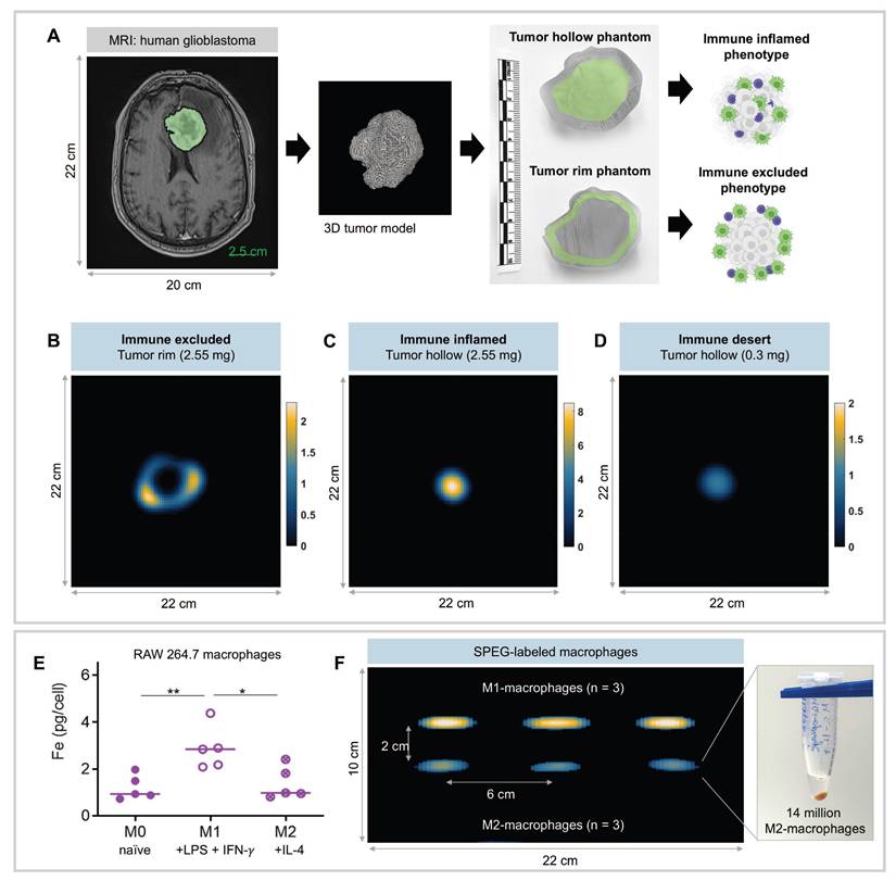 Theranostics Image