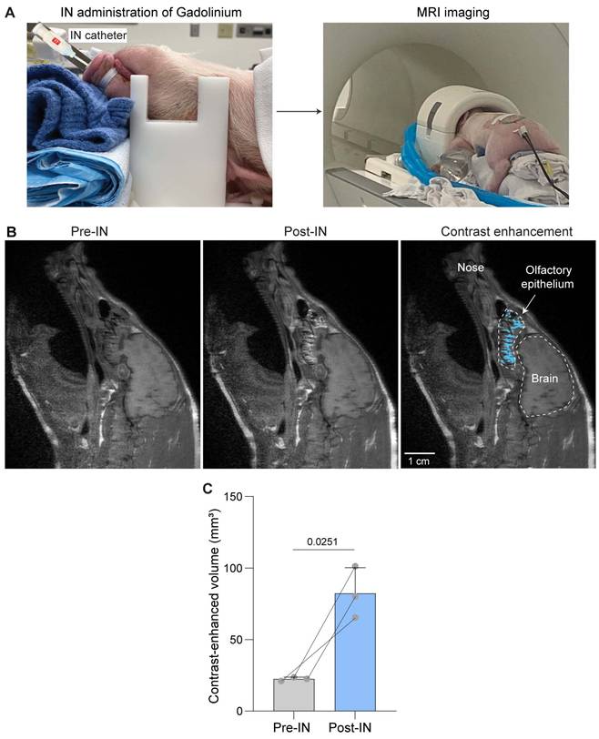 Theranostics Image