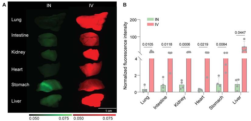 Theranostics Image