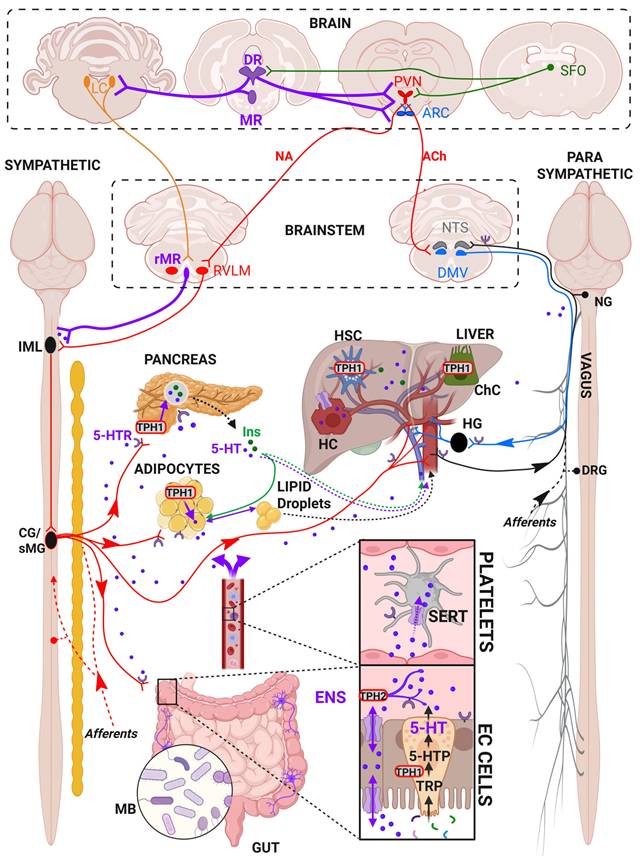 Theranostics Image